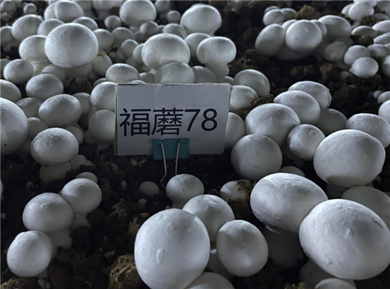 ManBetX体育
